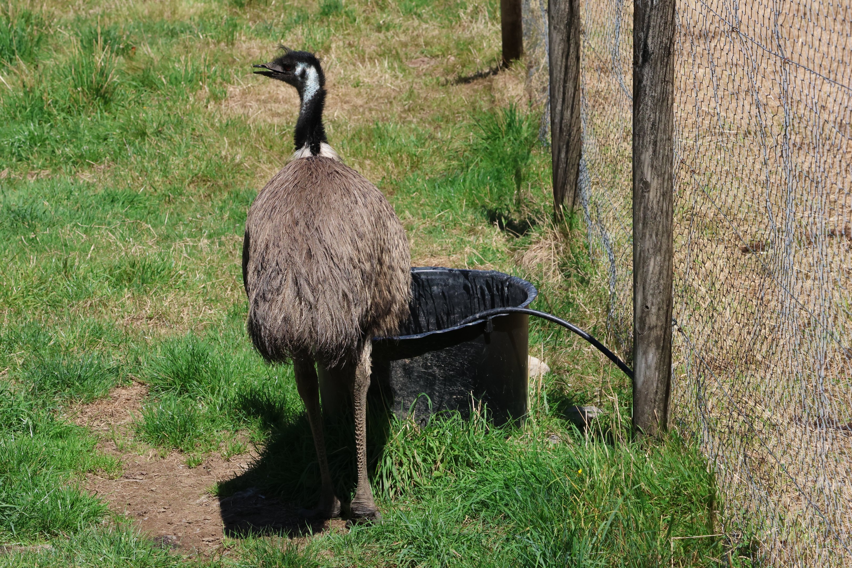 Emu (Dromaius novaehollandiae novaehollandiae), Bluebank Blueberry & Emu Farm