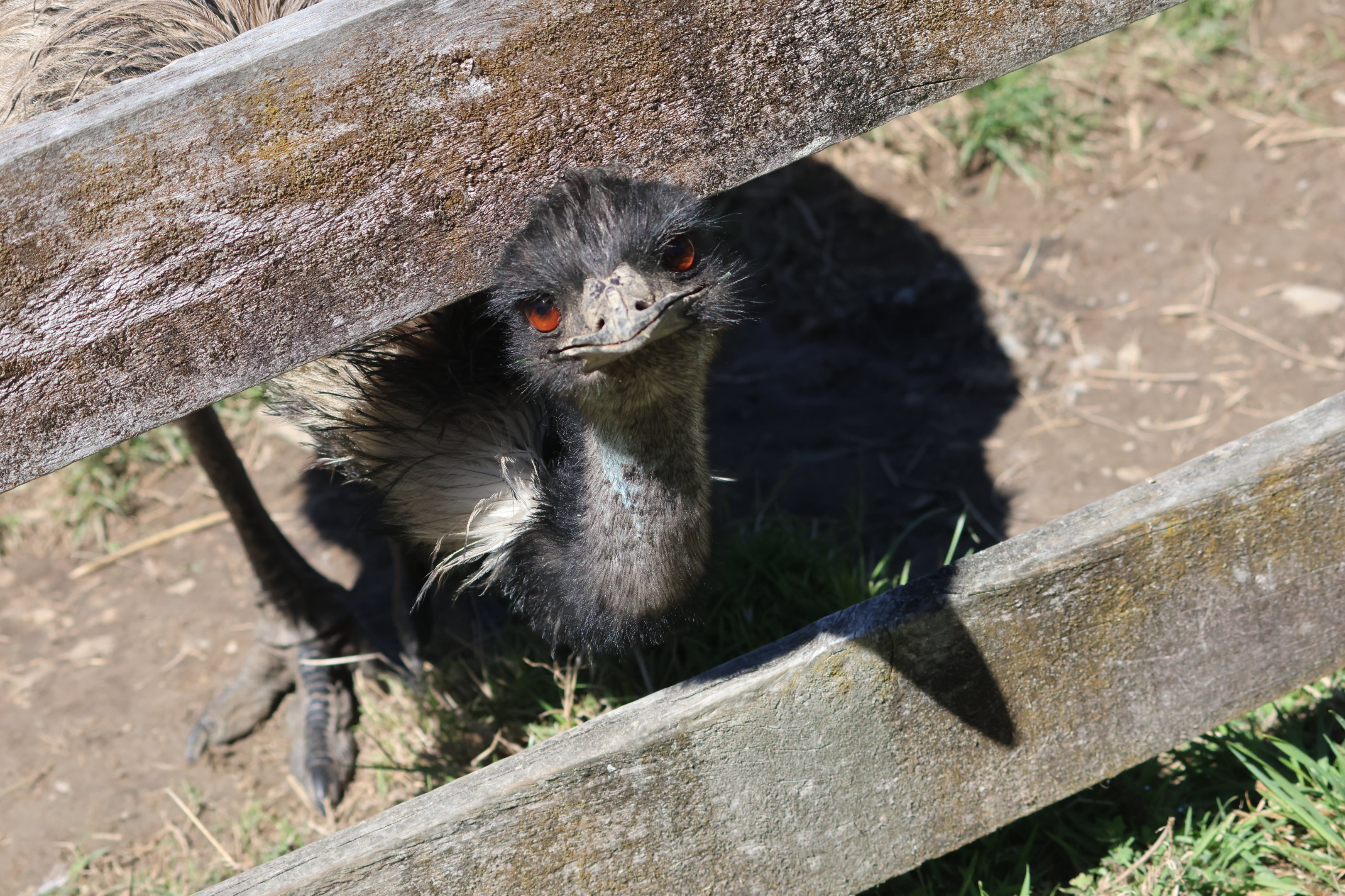 Emu (Dromaius novaehollandiae novaehollandiae), Bluebank Blueberry & Emu Farm