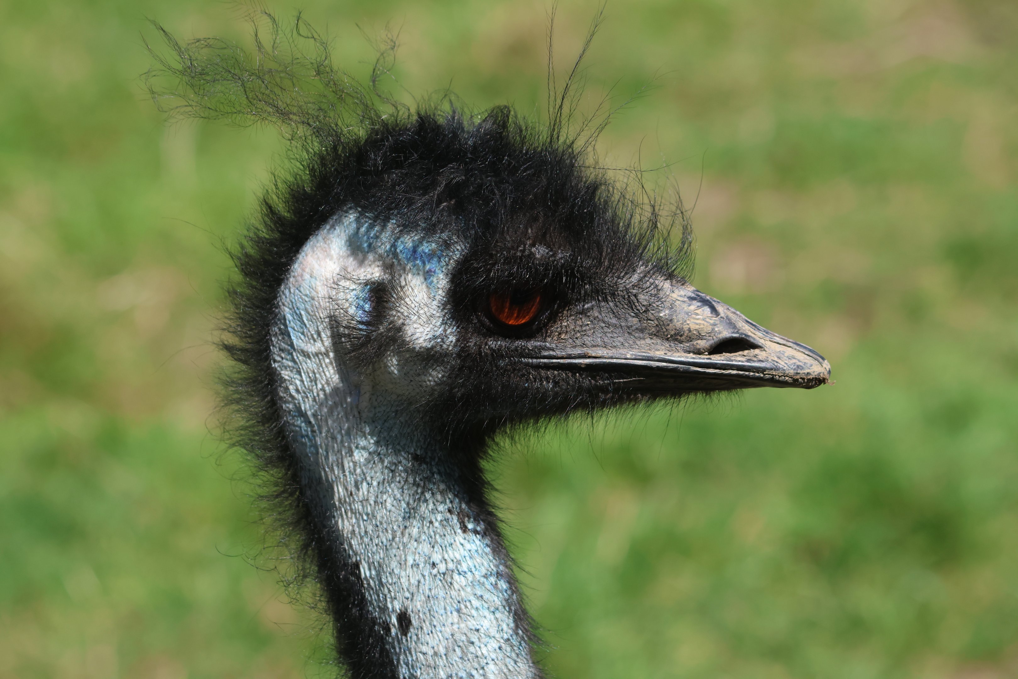 Emu (Dromaius novaehollandiae novaehollandiae), Bluebank Blueberry & Emu Farm