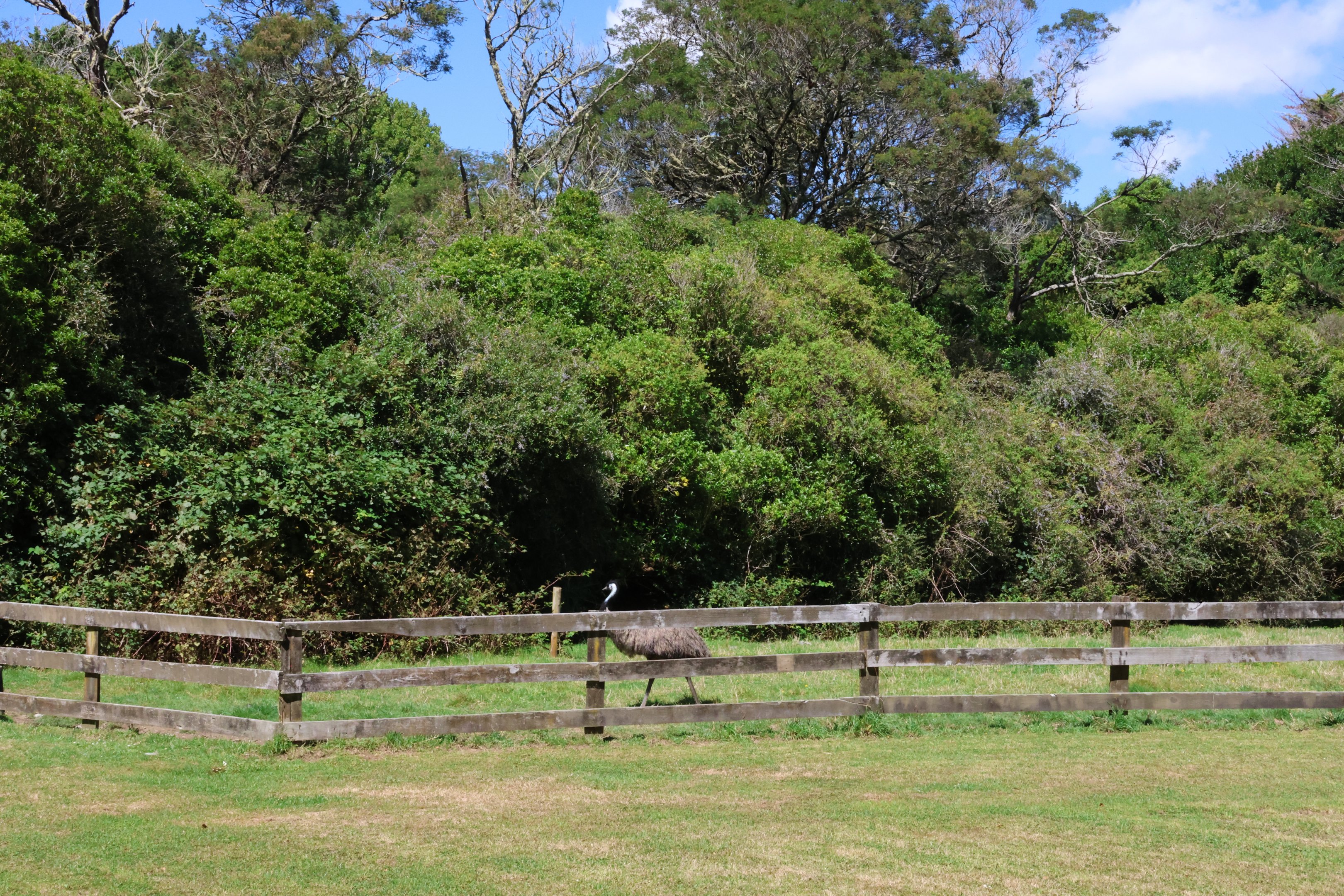 Emu (Dromaius novaehollandiae novaehollandiae) in paddock, Bluebank Blueberry & Emu Farm