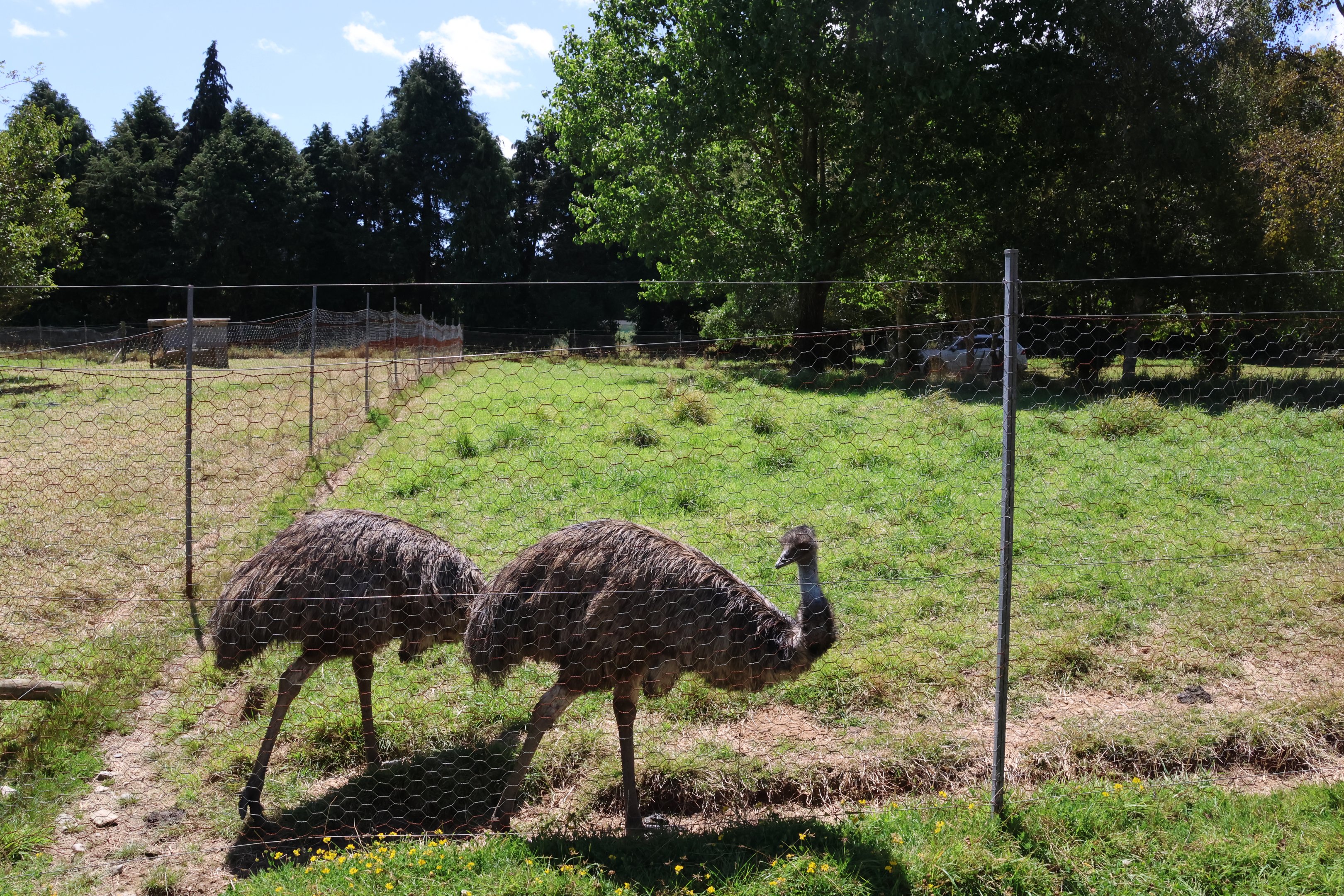 Emu (Dromaius novaehollandiae novaehollandiae) in paddock, Bluebank Blueberry & Emu Farm