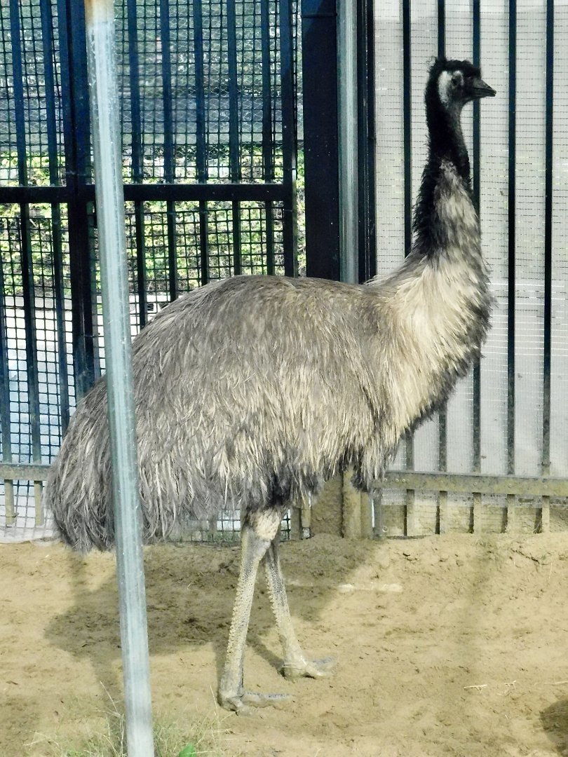 Emu (Dromaius novaehollandiae) October 18, 2025
