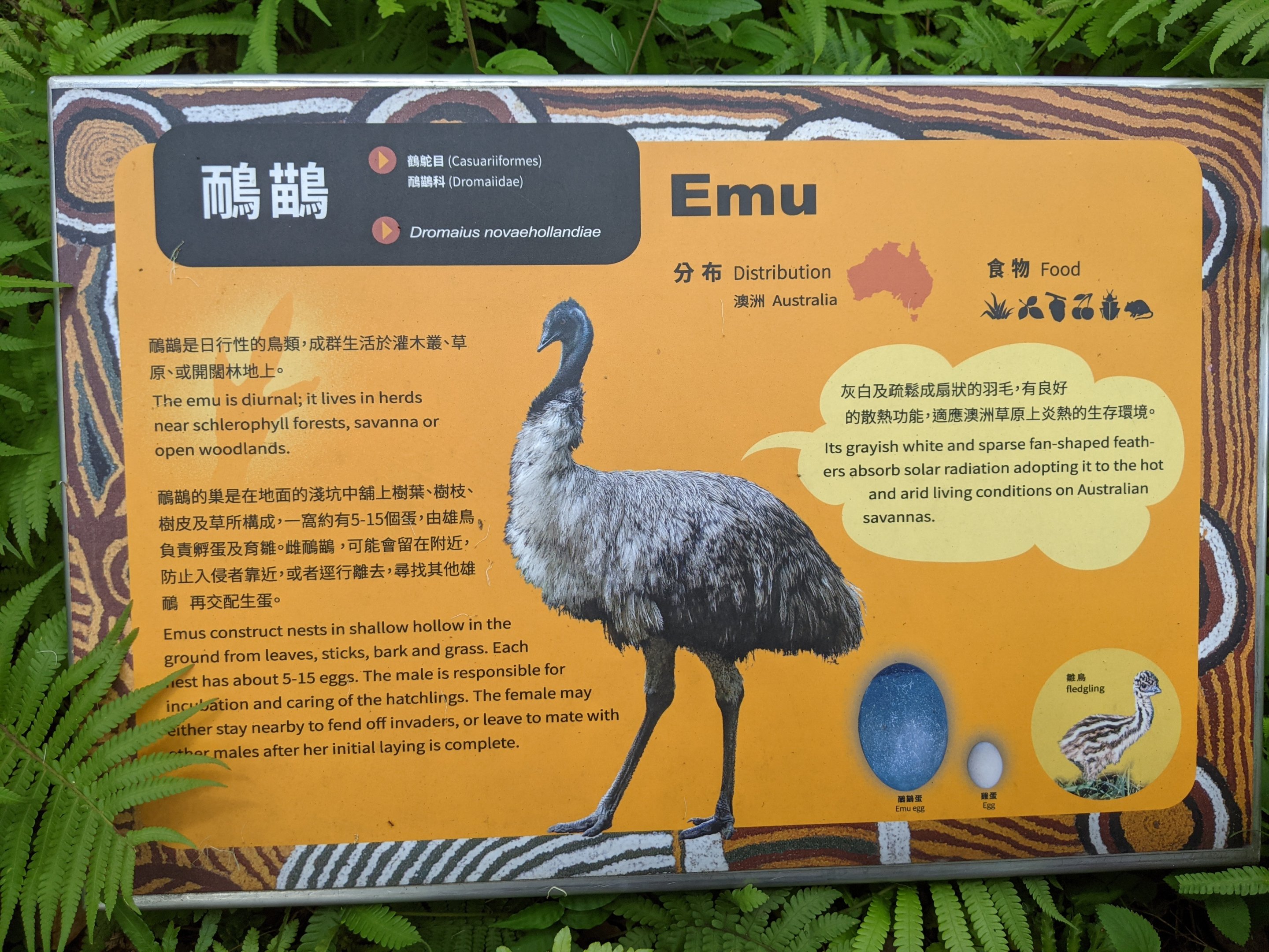 Emu (Dromaius novaehollandiae) signage
