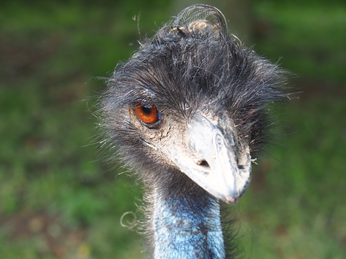 Emu (Dromaius novaehollandiae) with a bad hair day