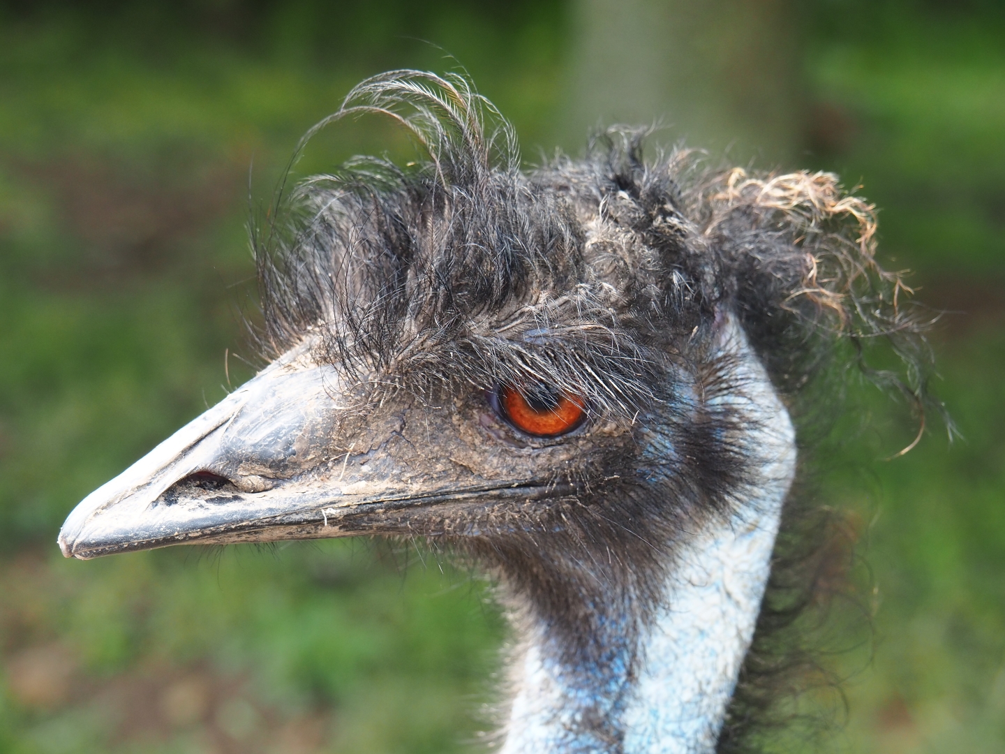 Emu (Dromaius novaehollandiae) with a bad hair day