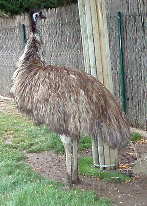 Emu (Dromaius novaehollandiae)