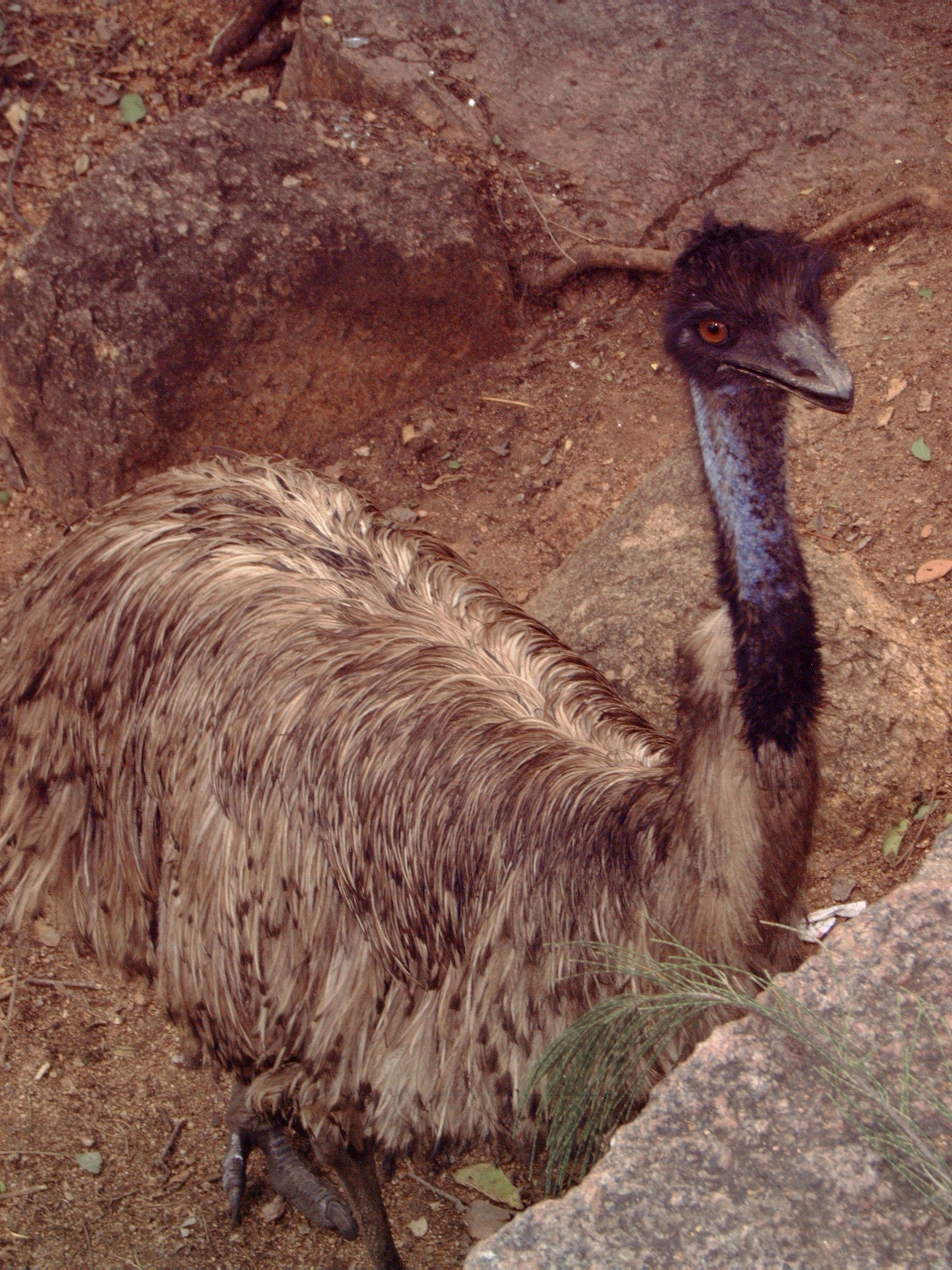 Emu (Dromaius novaehollandiae)