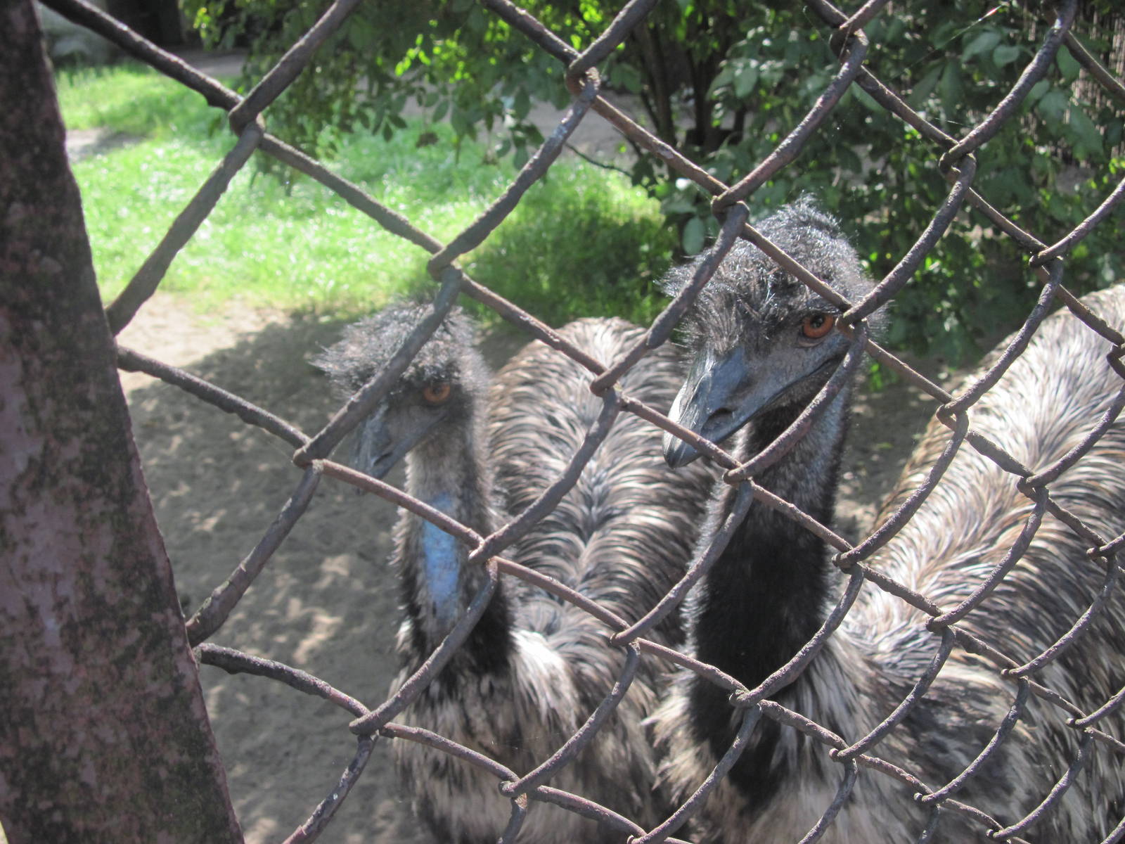 Emu (Dromaius novaehollandiae)