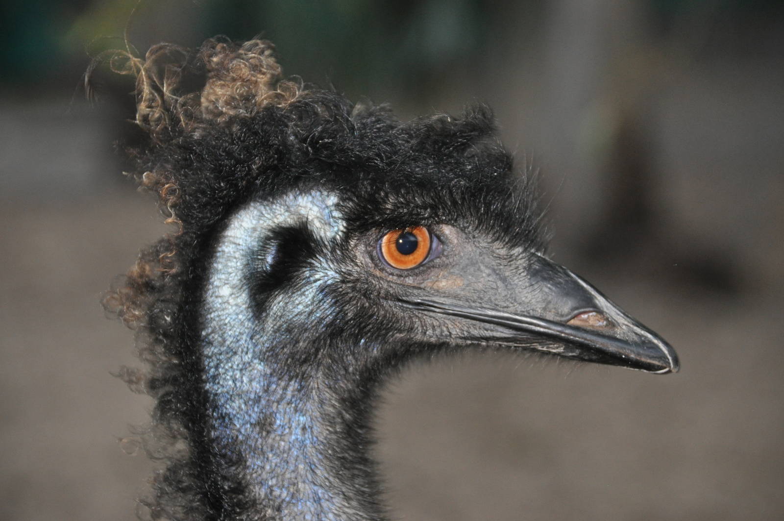 Emu/ Dromaius novaehollandiae
