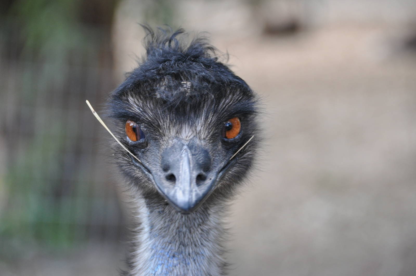 Emu/ Dromaius novaehollandiae