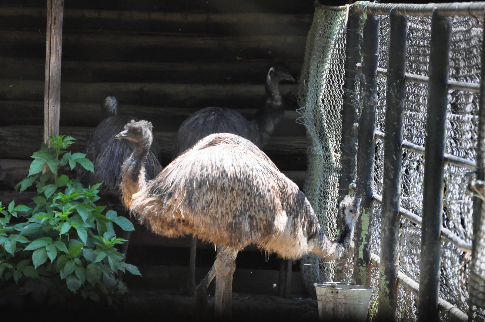 Emu/ Dromaius novaehollandiae