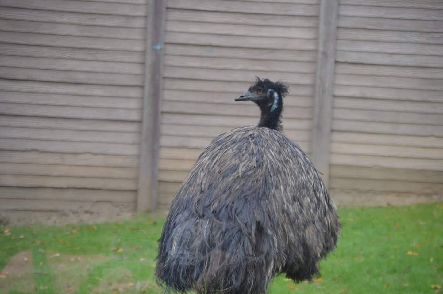 Emu (Dromaius novaehollandiae)