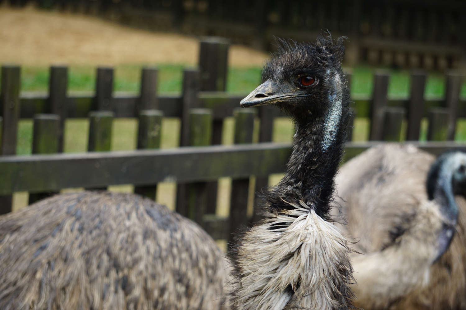 Emu (Dromaius novaehollandiae)