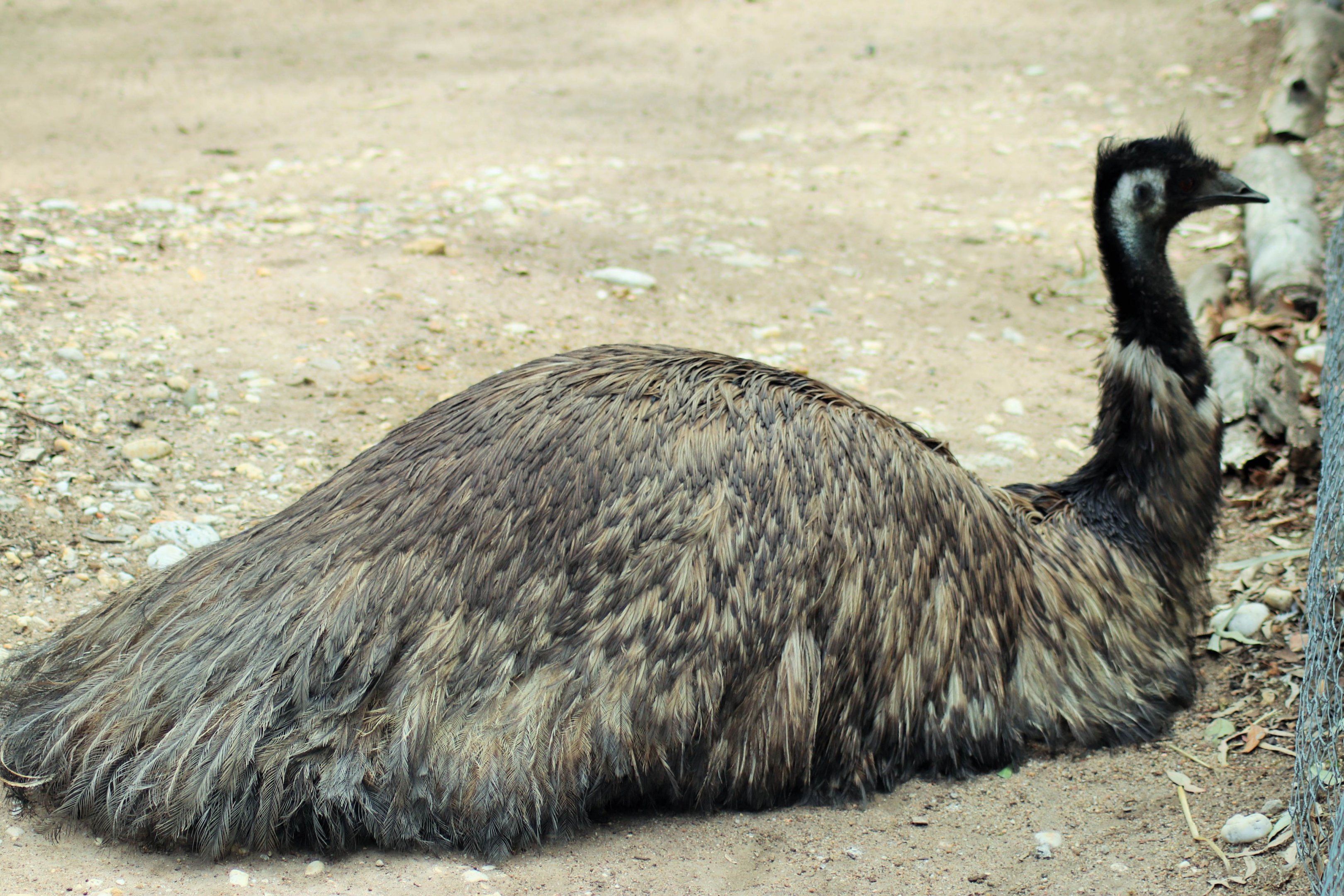 Emu (Dromaius novaehollandiae)