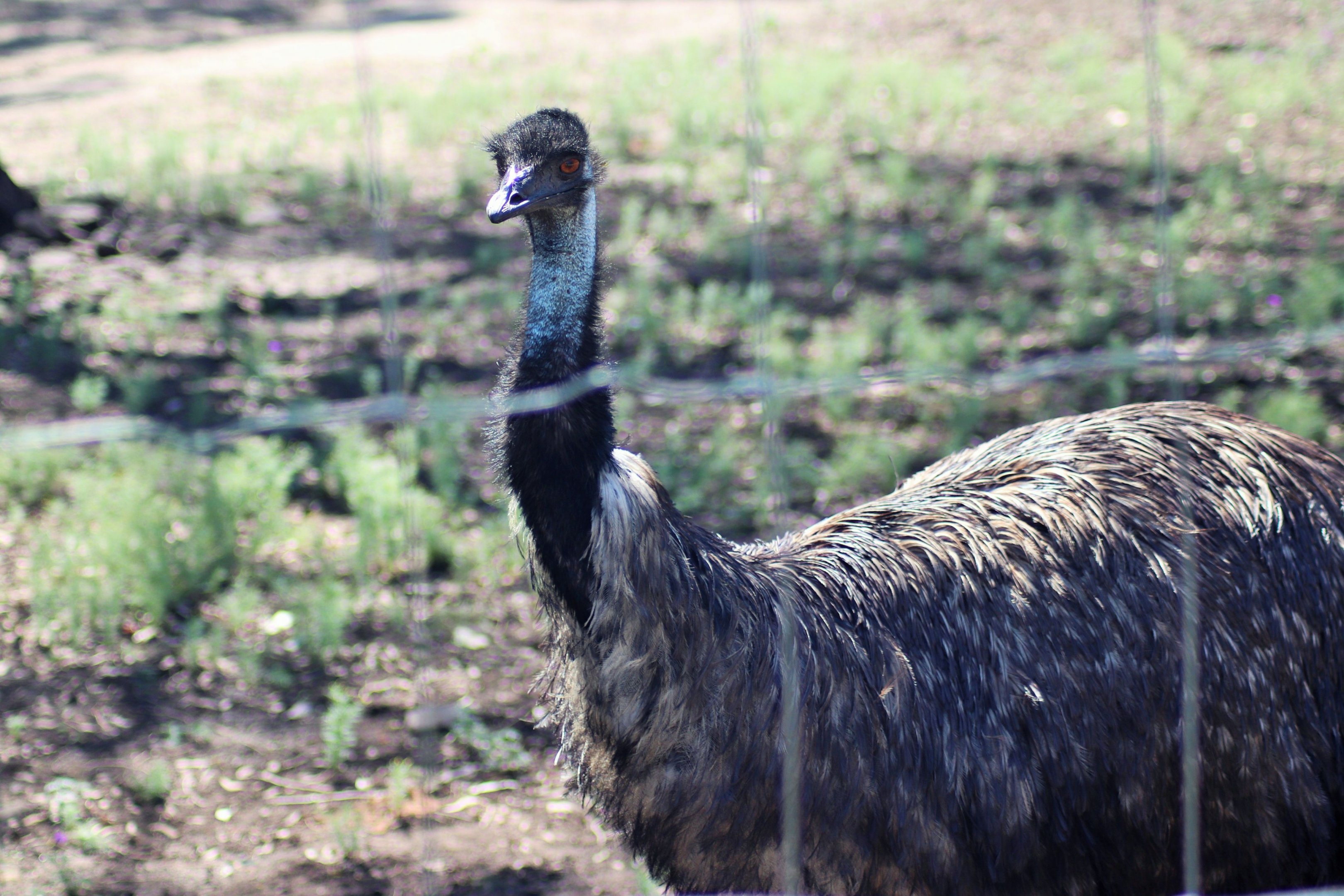 Emu (Dromaius novaehollandiae)
