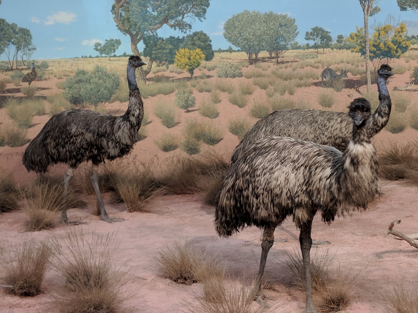 Emu (Dromaius novaehollandiae)