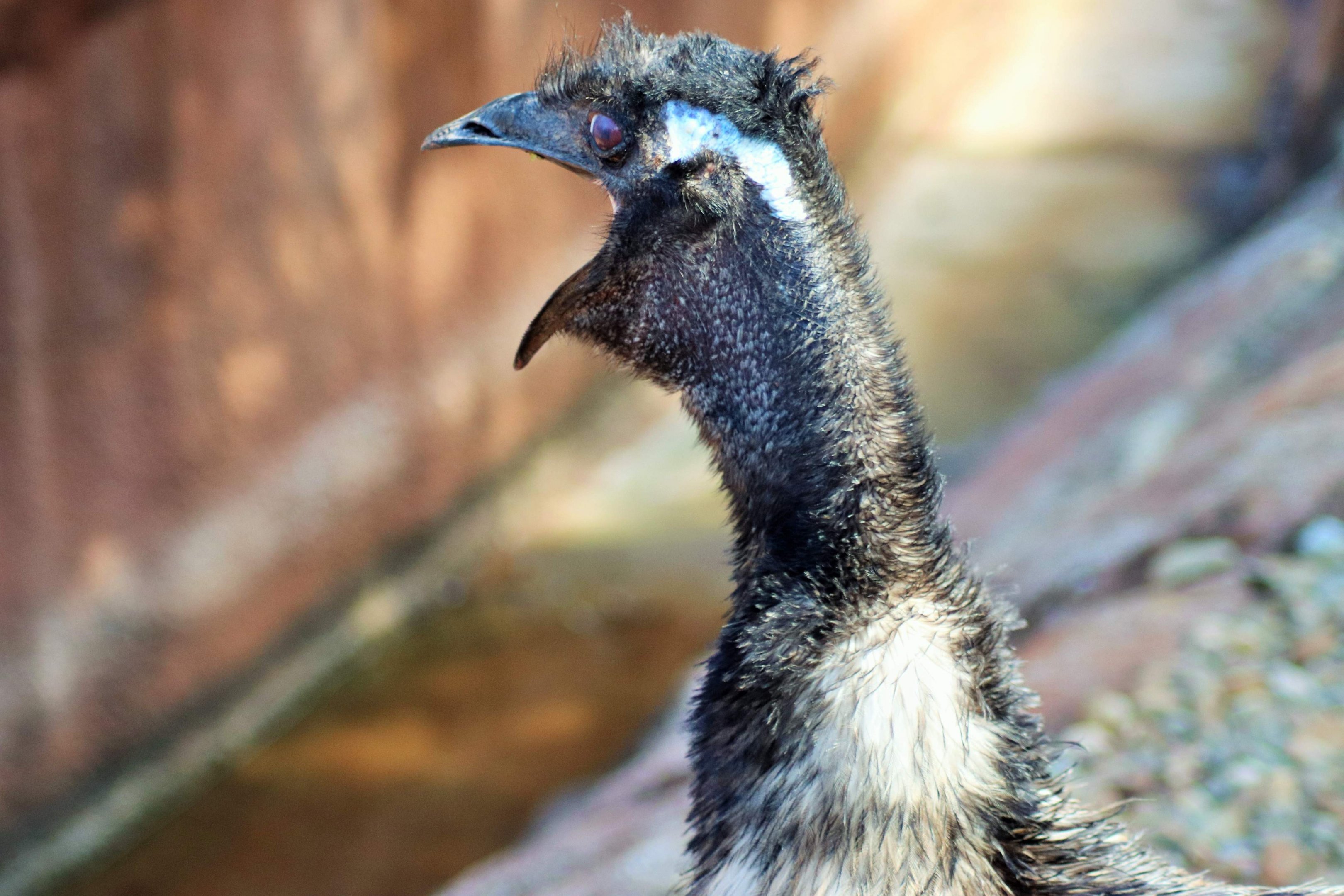Emu (Dromaius novaehollandiae)