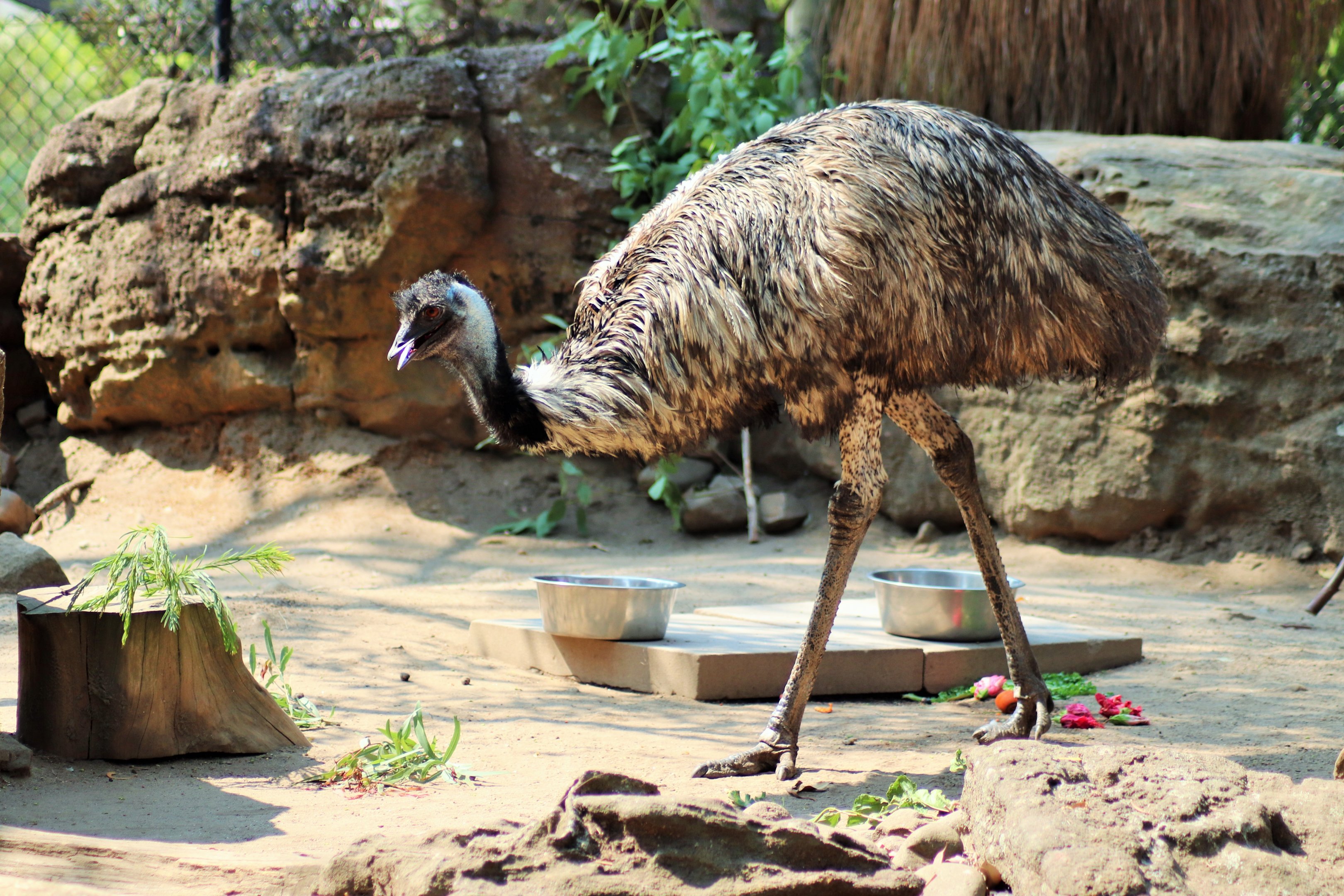 Emu (Dromaius novaehollandiae)