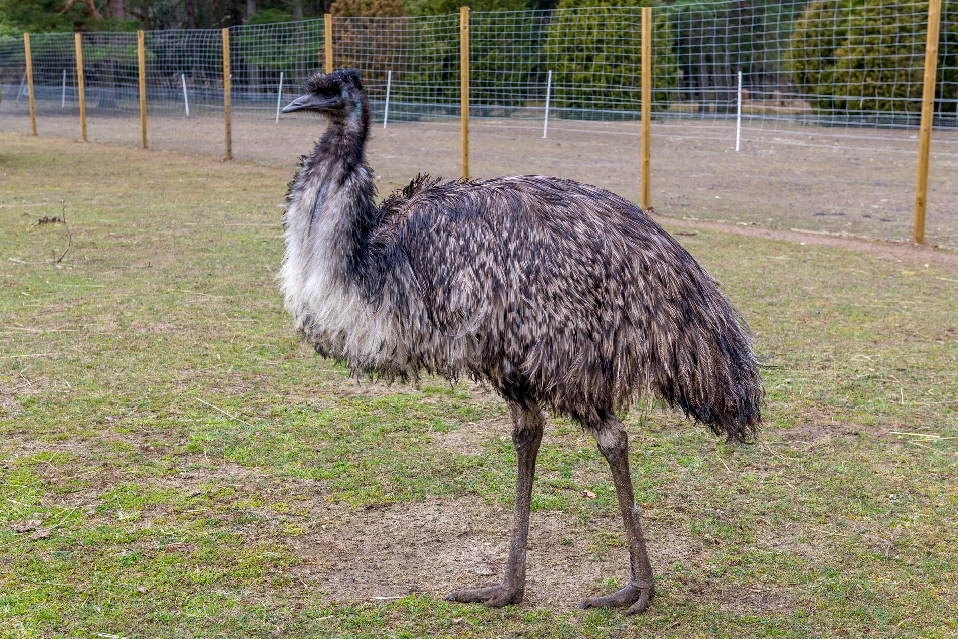 Emu (Dromaius novaehollandiae)