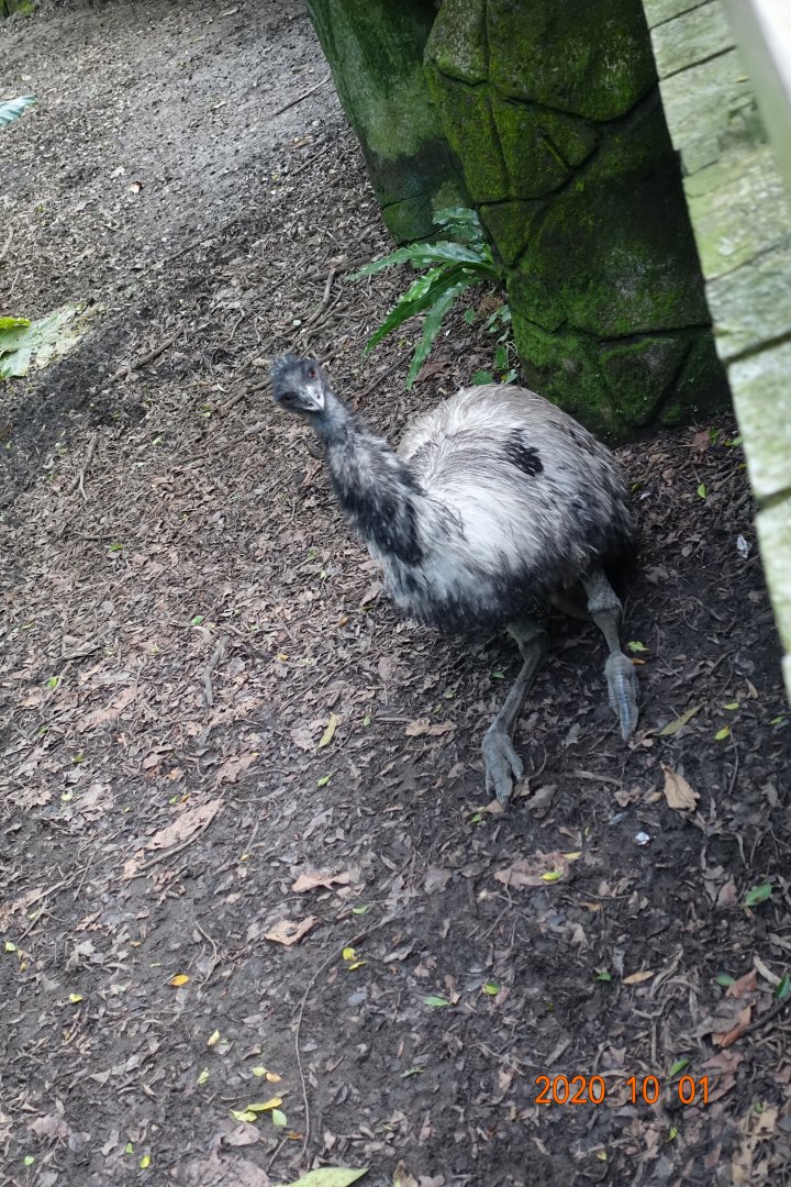 Emu (Dromaius novaehollandiae)