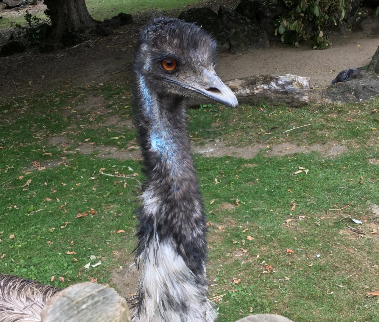 Emu (Dromaius novaehollandiae)