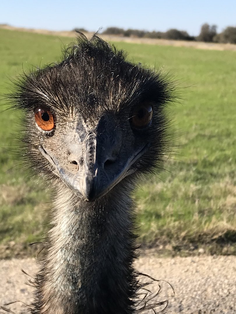 Emu (Dromaius novaehollandiae)