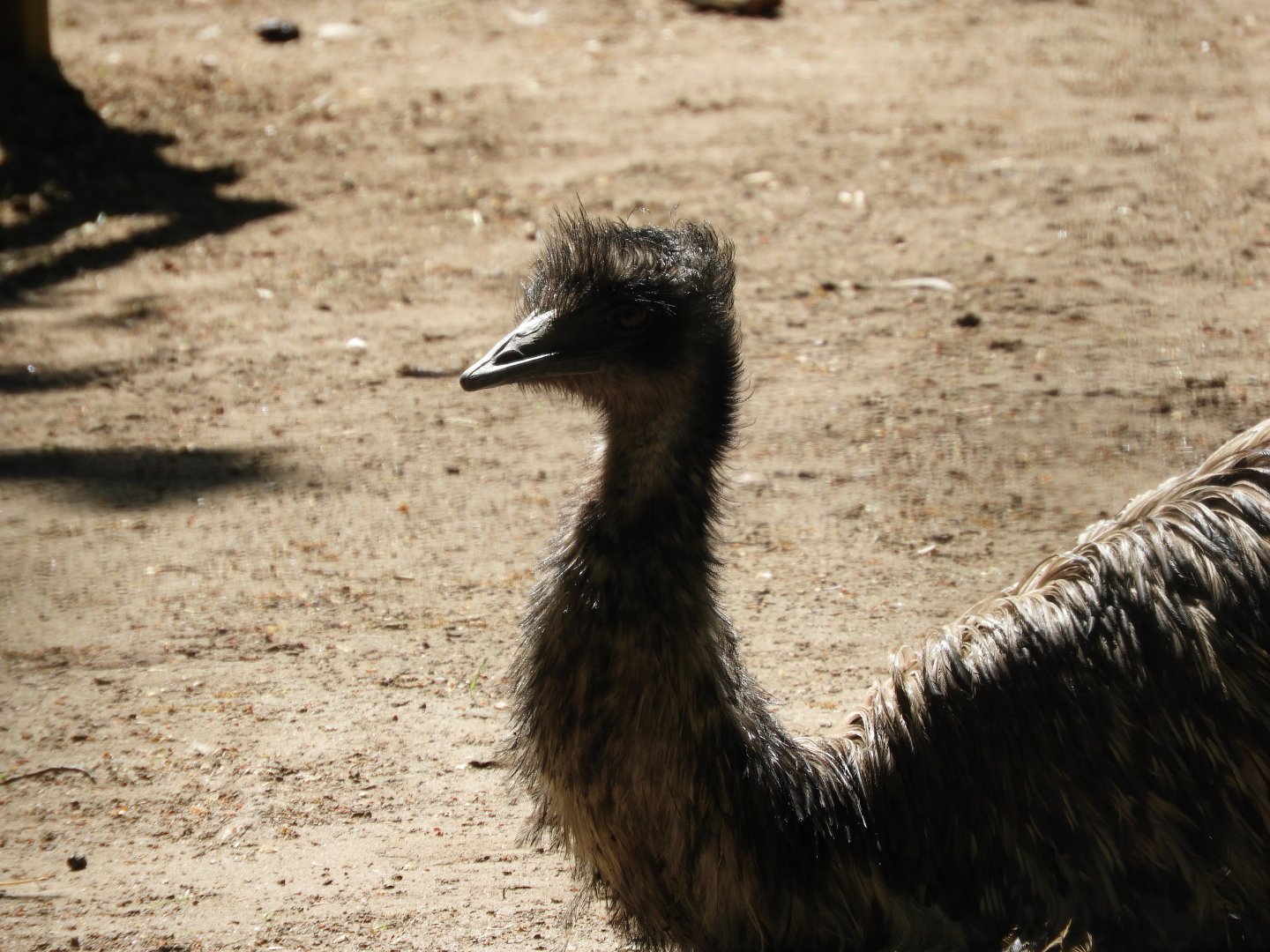 Emu (Dromaius novaehollandiae)