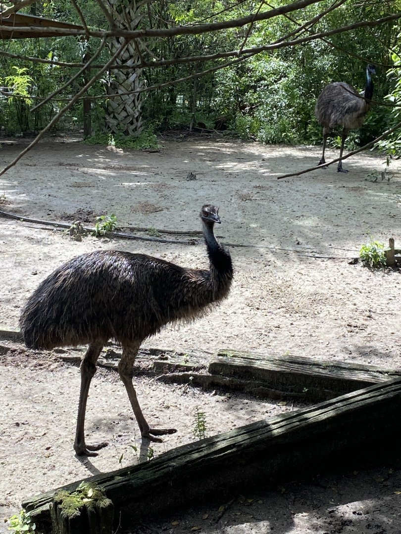 Emu (Dromaius novaehollandiae)