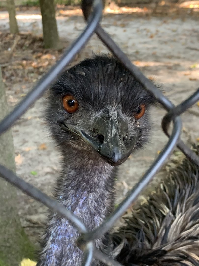 Emu (Dromaius novaehollandiae)