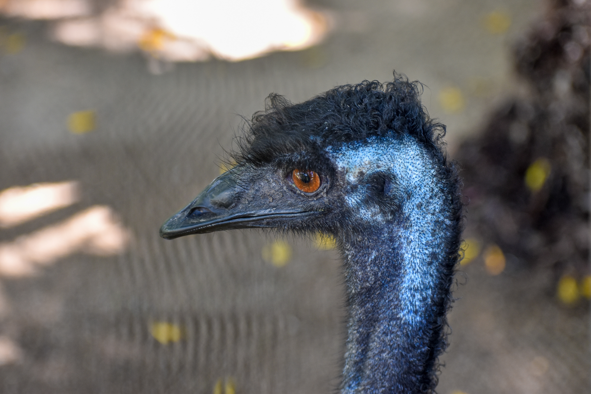 Emu (Dromaius novaehollandiae)