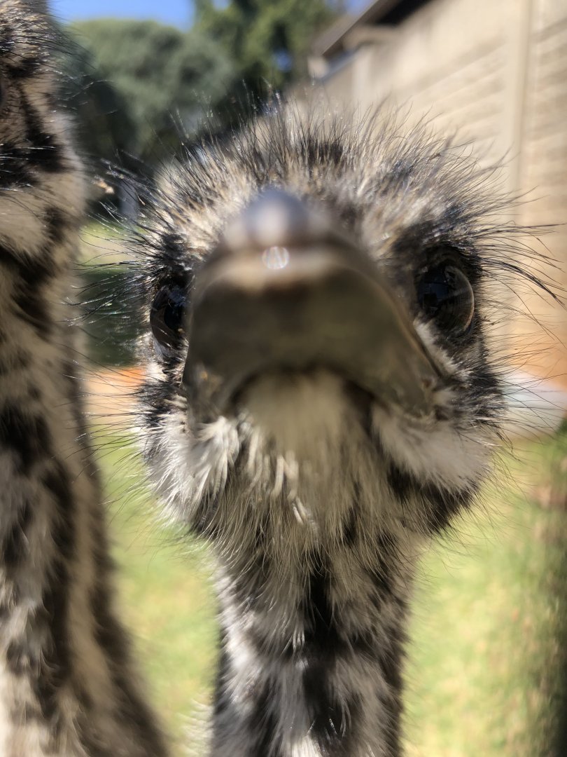 Emu (Dromaius novaehollandiae)