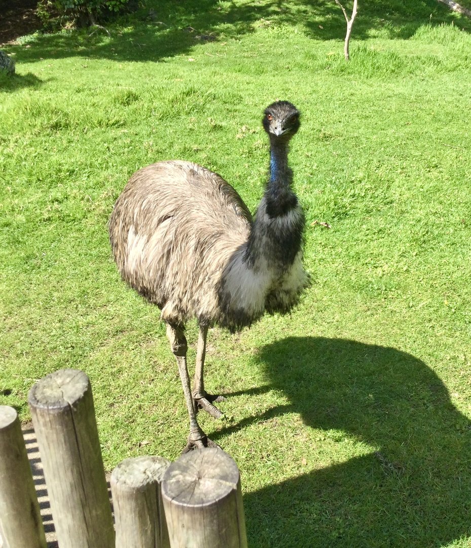 Emu (Dromaius novaehollandiae)