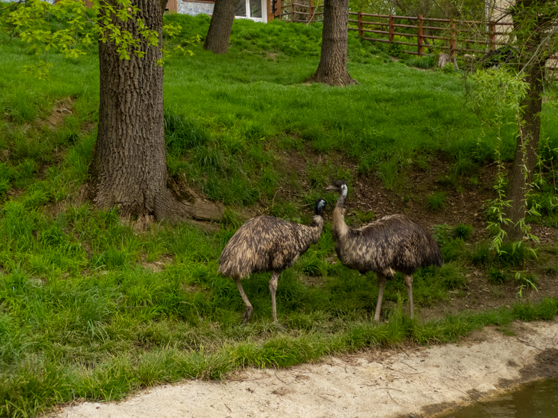 Emu (Dromaius novaehollandiae)