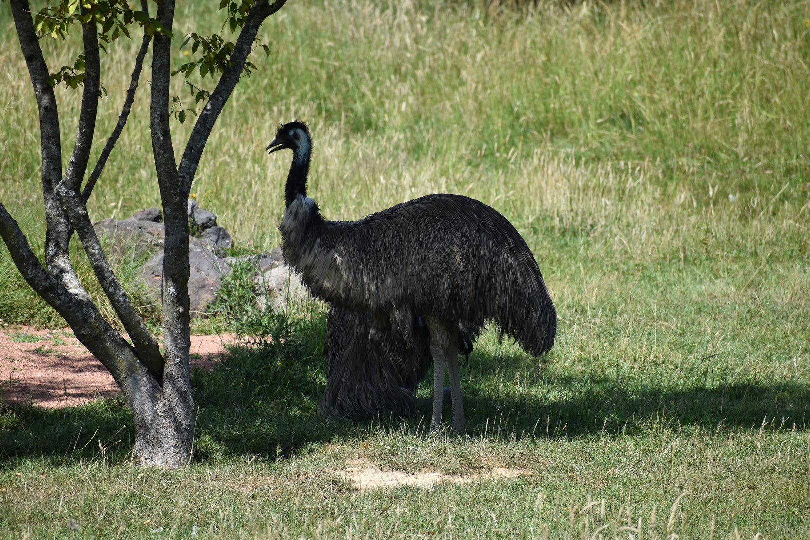 Emu - Dromaius novaehollandiae