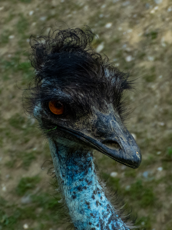 Emu (Dromaius novaehollandiae)