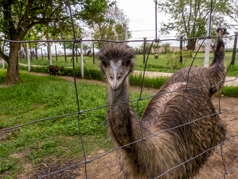 Emu (Dromaius novaehollandiae)