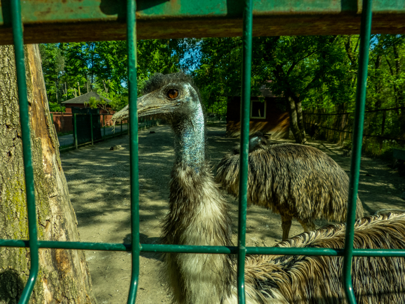 Emu (Dromaius novaehollandiae)