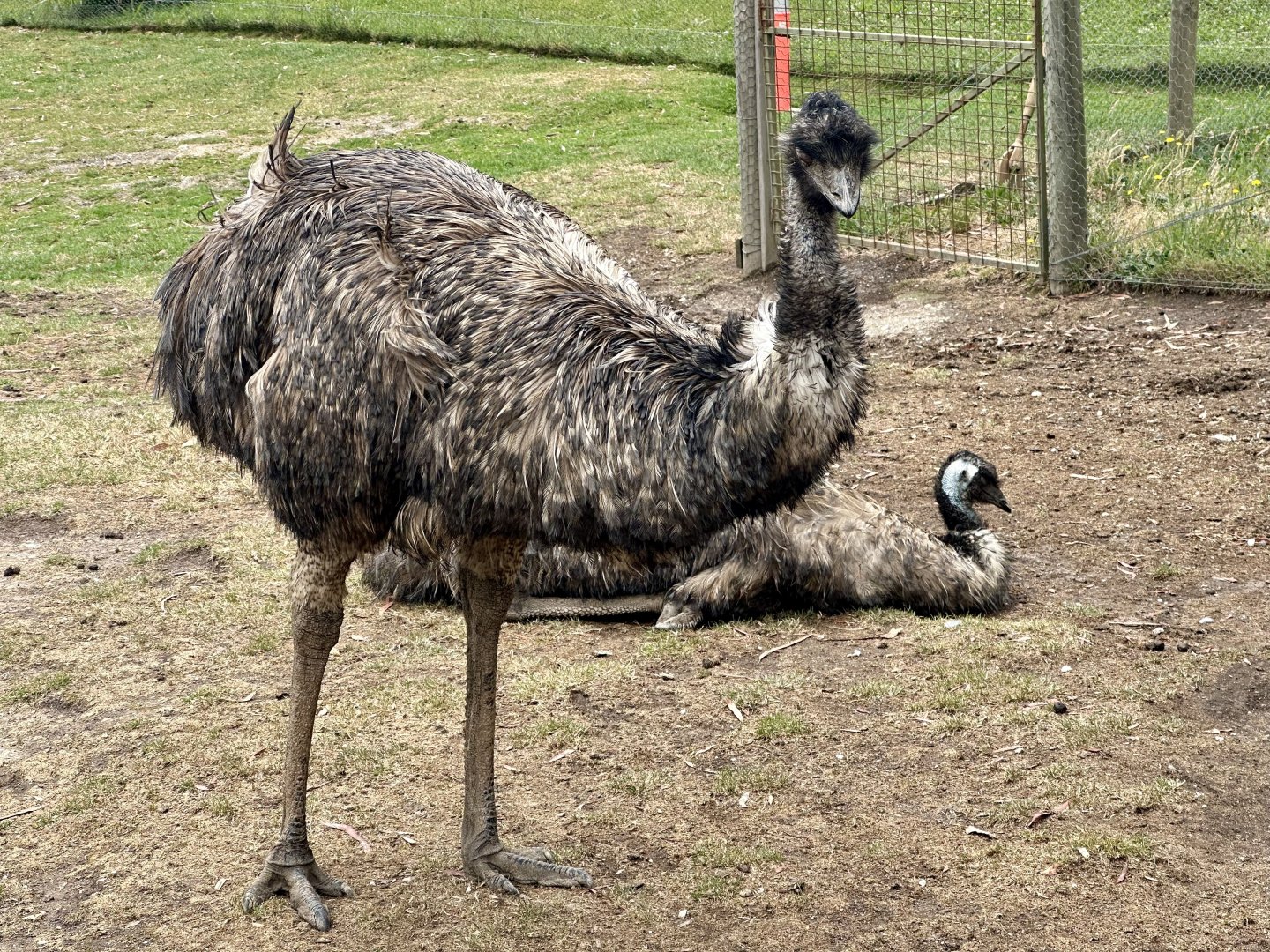 Emu (Dromaius novaehollandiae)