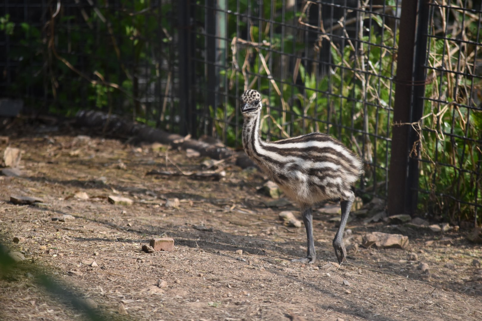 Emu (Dromaius novaehollandiae)