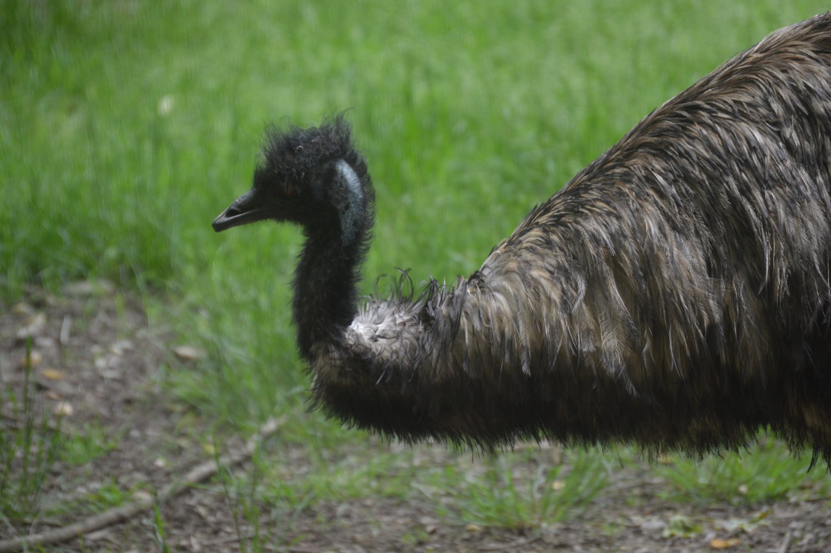 Emu (Dromaius novaehollandiae)