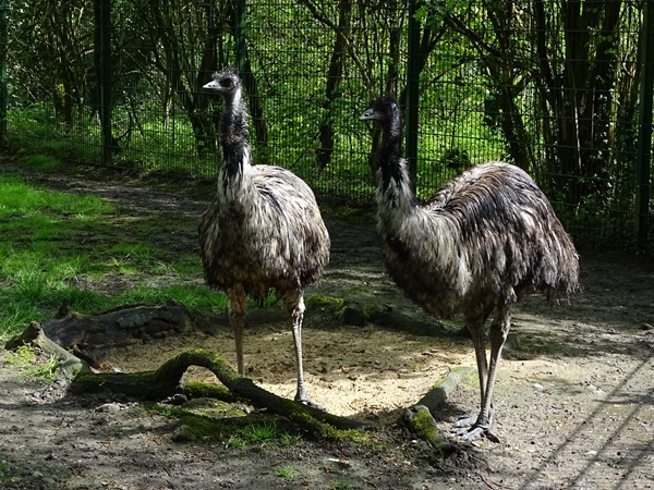 Emu (Dromaius novaehollandiae)