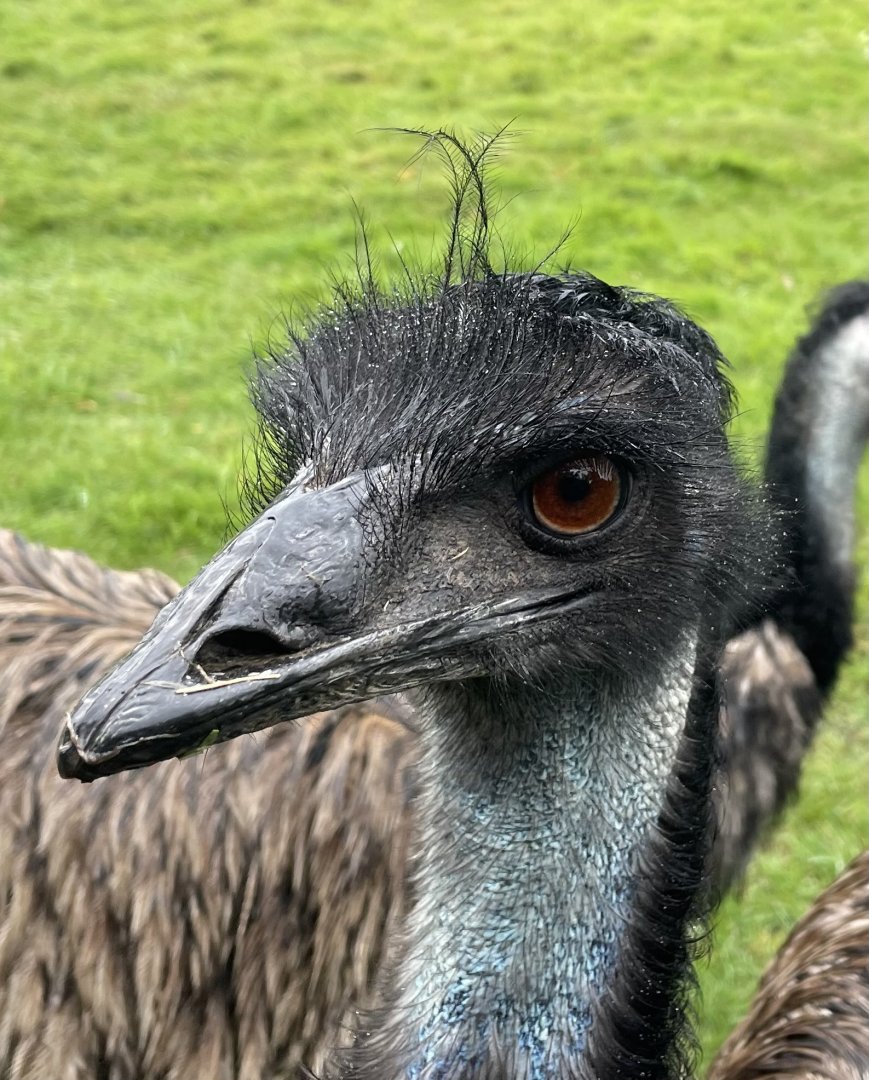 Emu, (Dromaius novaehollandiae)