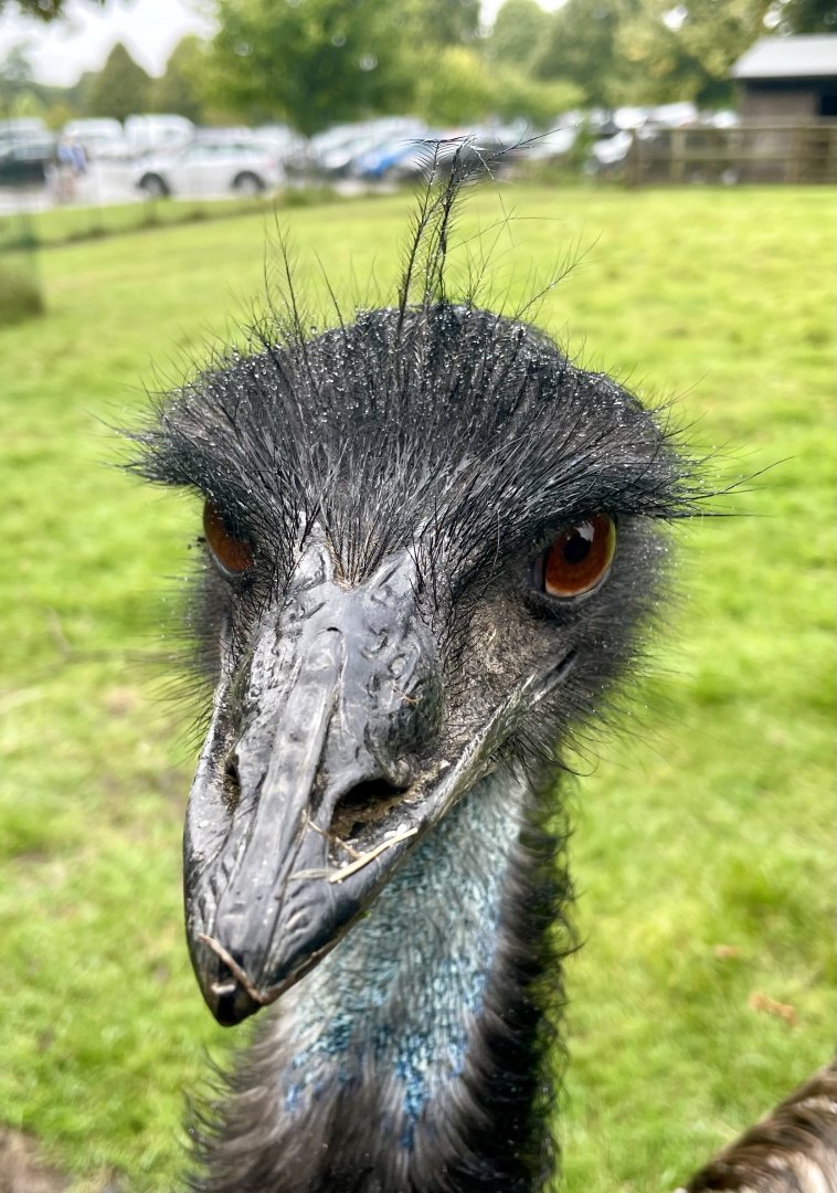Emu, (Dromaius novaehollandiae)