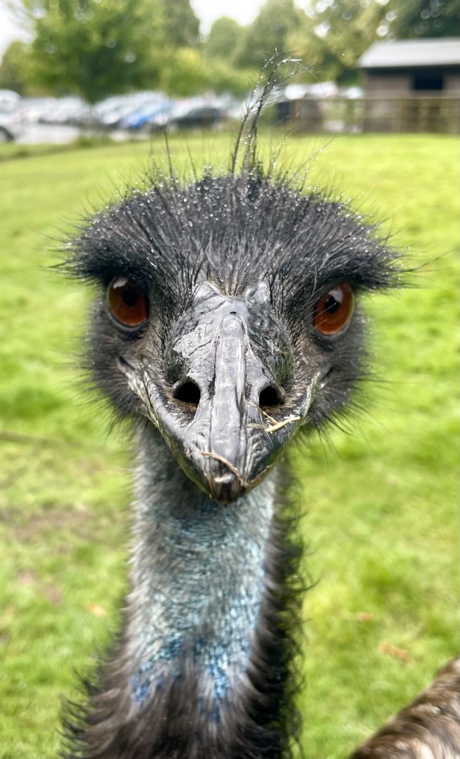 Emu, (Dromaius novaehollandiae)