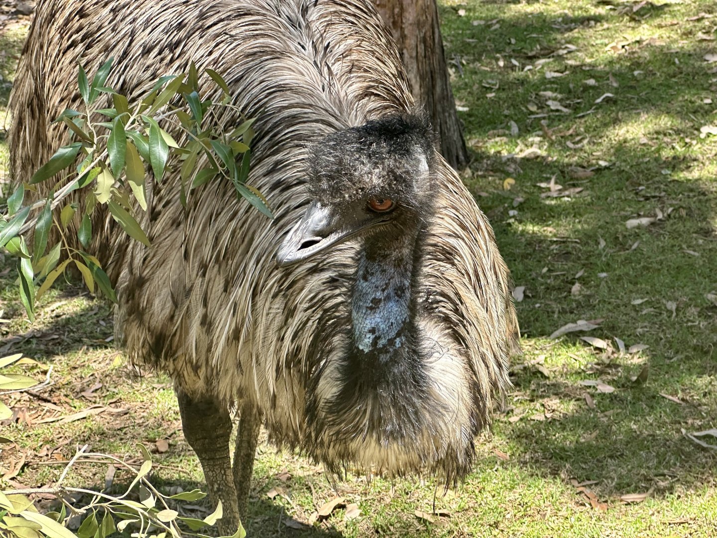 Emu (Dromaius novaehollandiae)