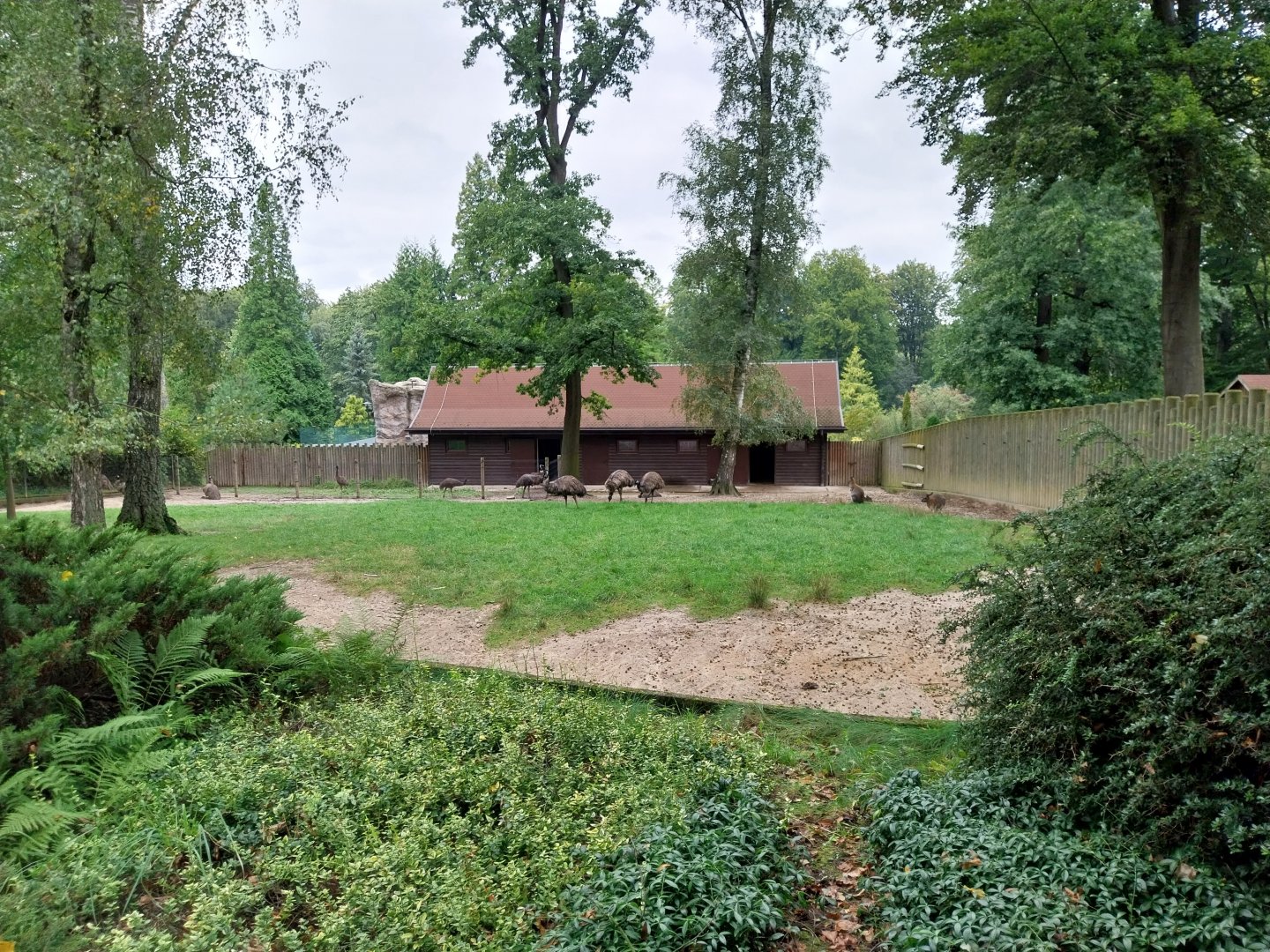 Emu (Dromaius novaehollandiae)