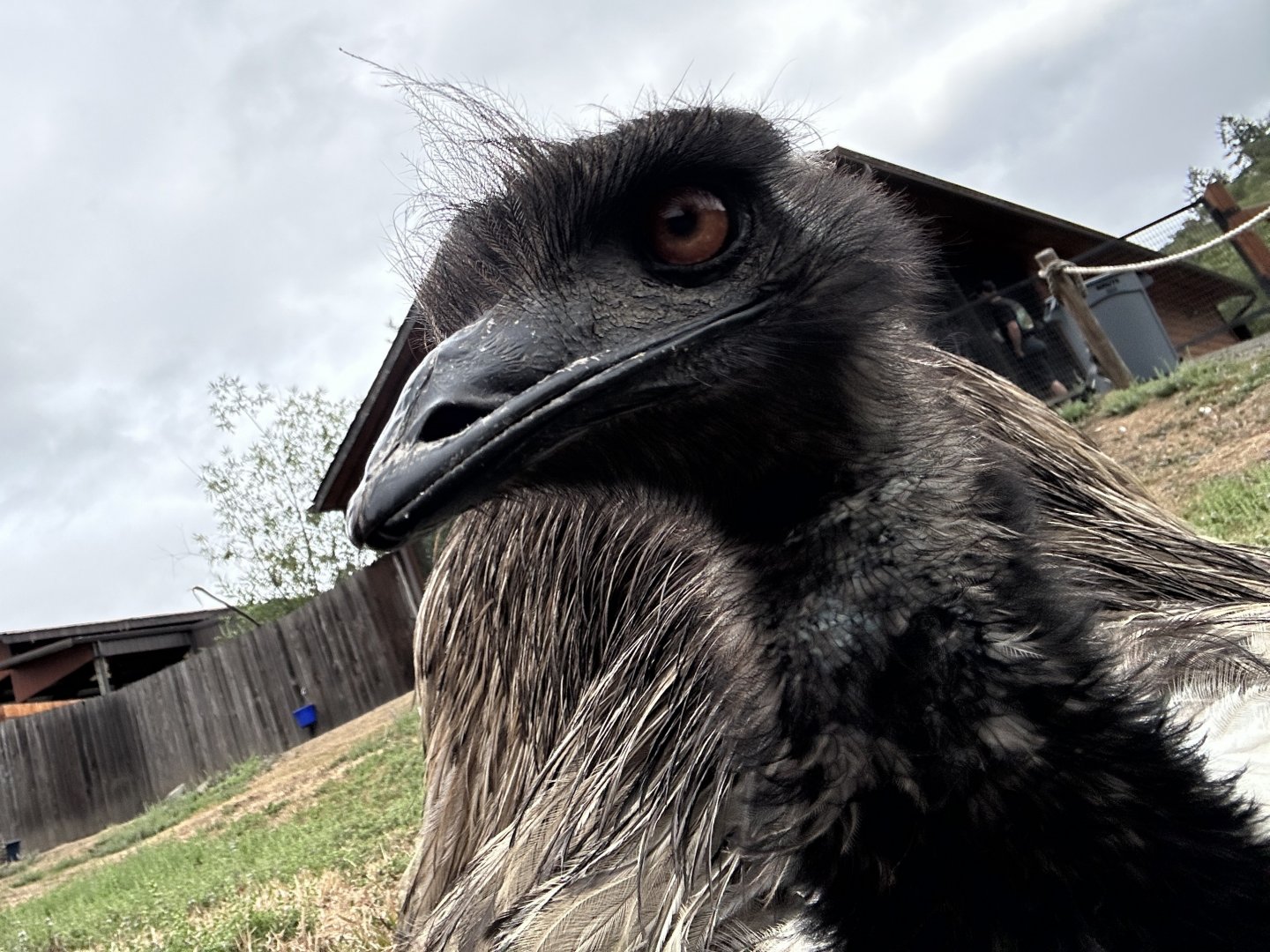 Emu (Dromaius novaehollandiae)