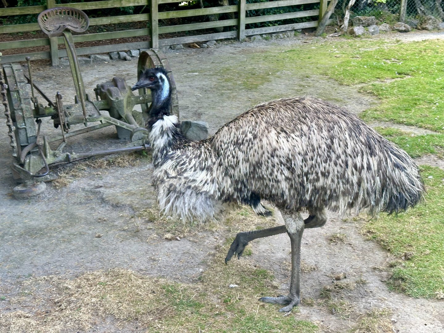 Emu (Dromaius novaehollandiae)