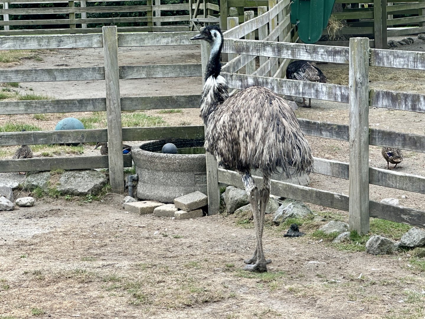 Emu (Dromaius novaehollandiae)