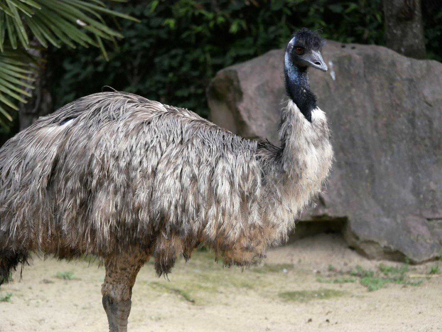 Emu (Dromaius novaehollandiae)